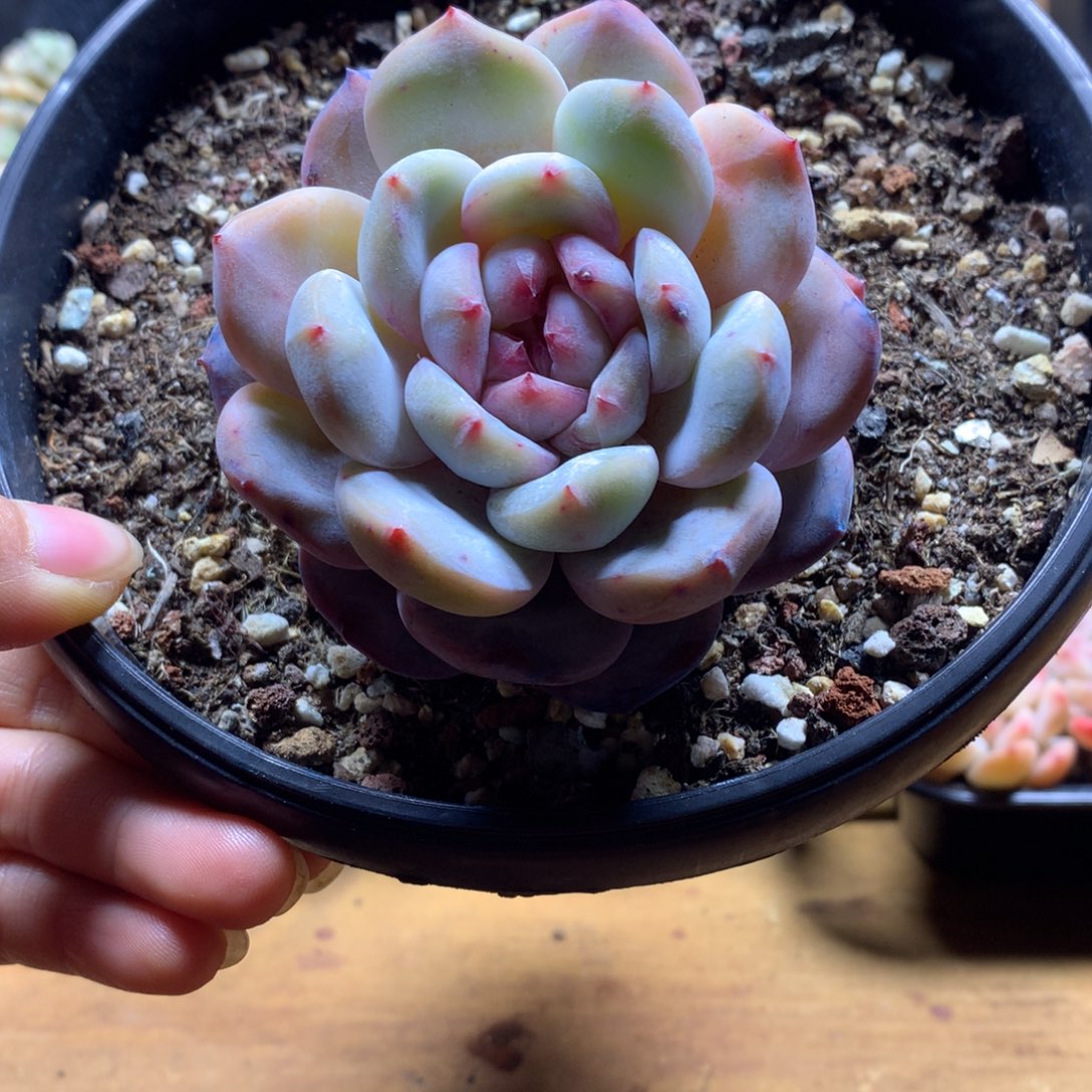 精品石榴籽单头一物一拍