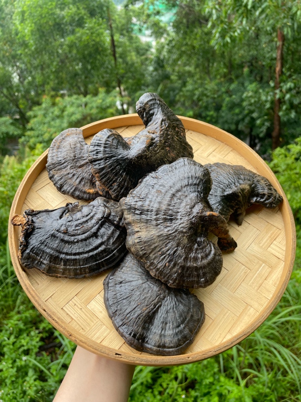 100克【黑灵芝】天然晒干