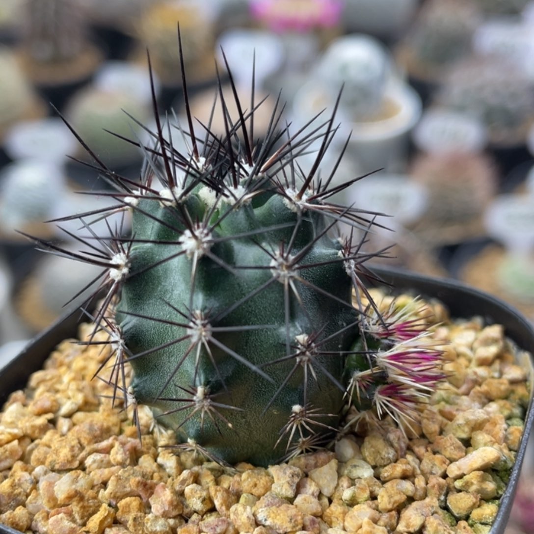 达氏青花虾       实生根