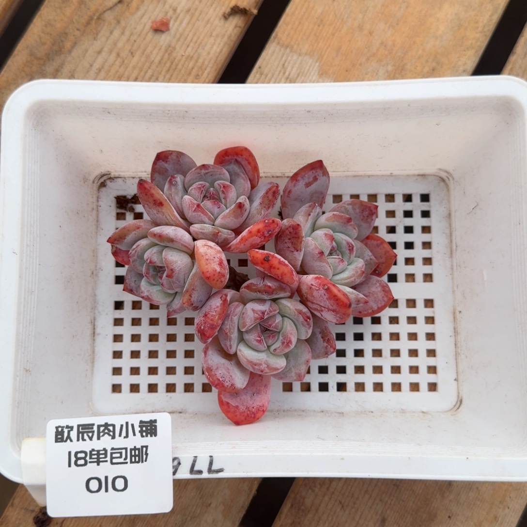 多肉植物石榴籽群010