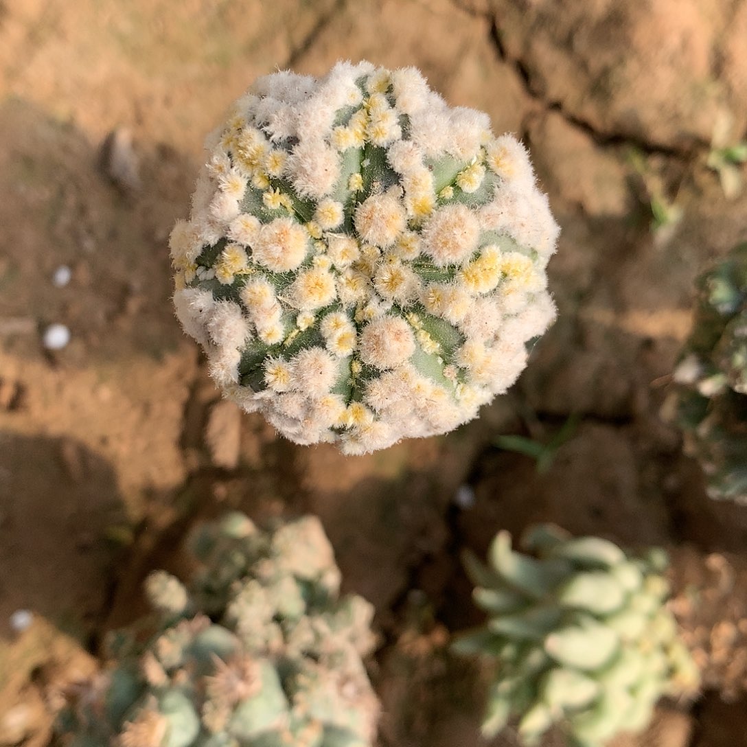 【闪购商品】一兜兜兜兜