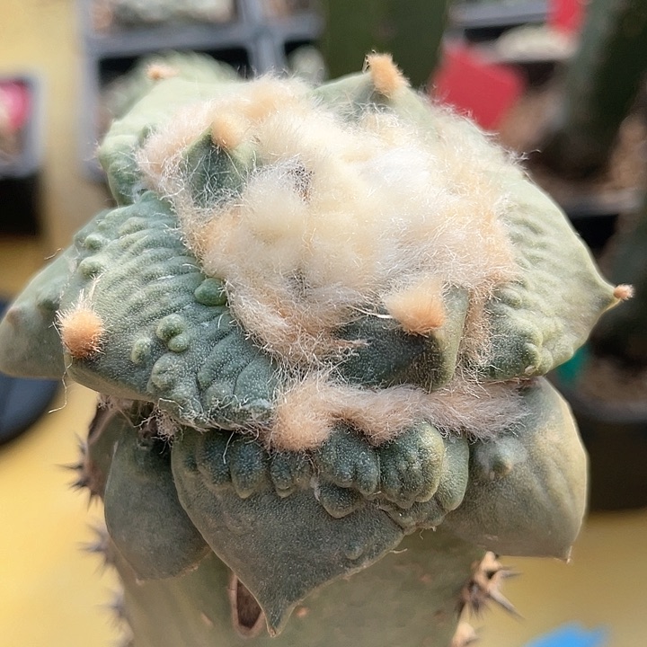 仙人球袖浦接怒涛6.5公分314