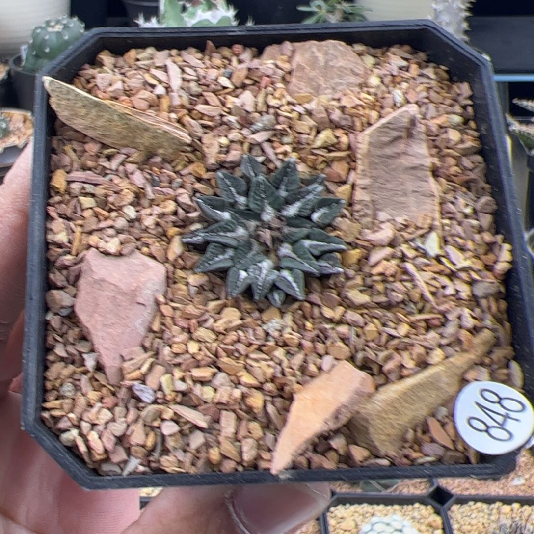 姬牡丹实生一物一拍848