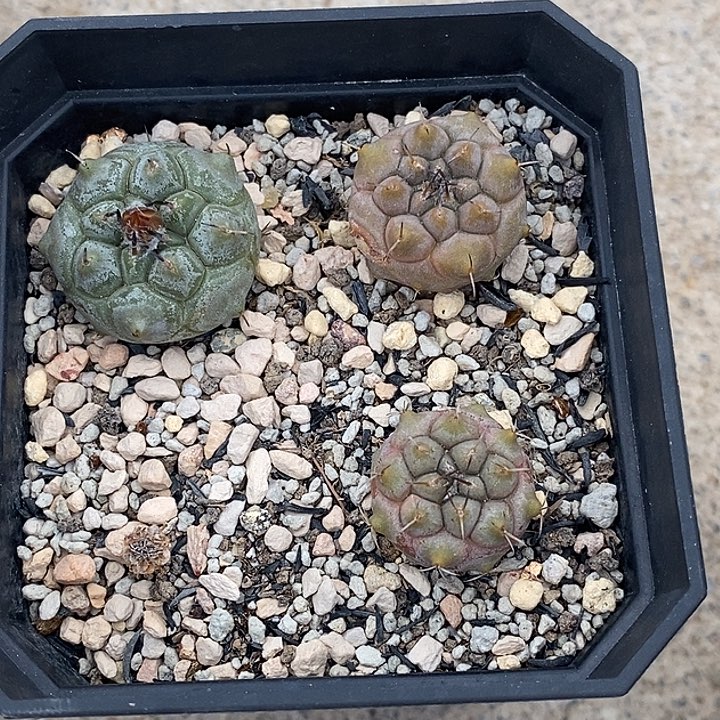 娇丽冬云三个一组带盆