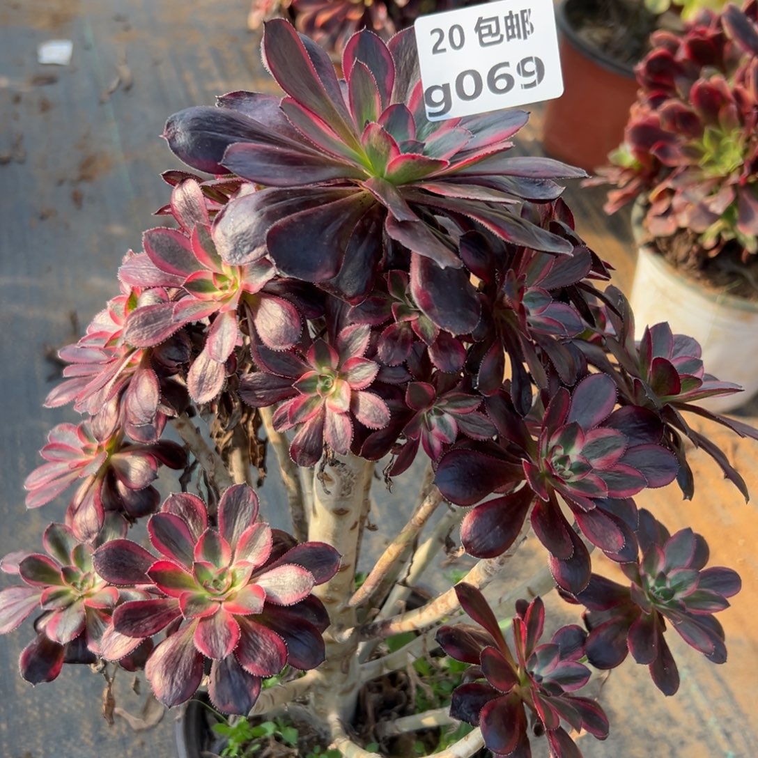 小****069香奶奶，满20包邮嘟叮熊