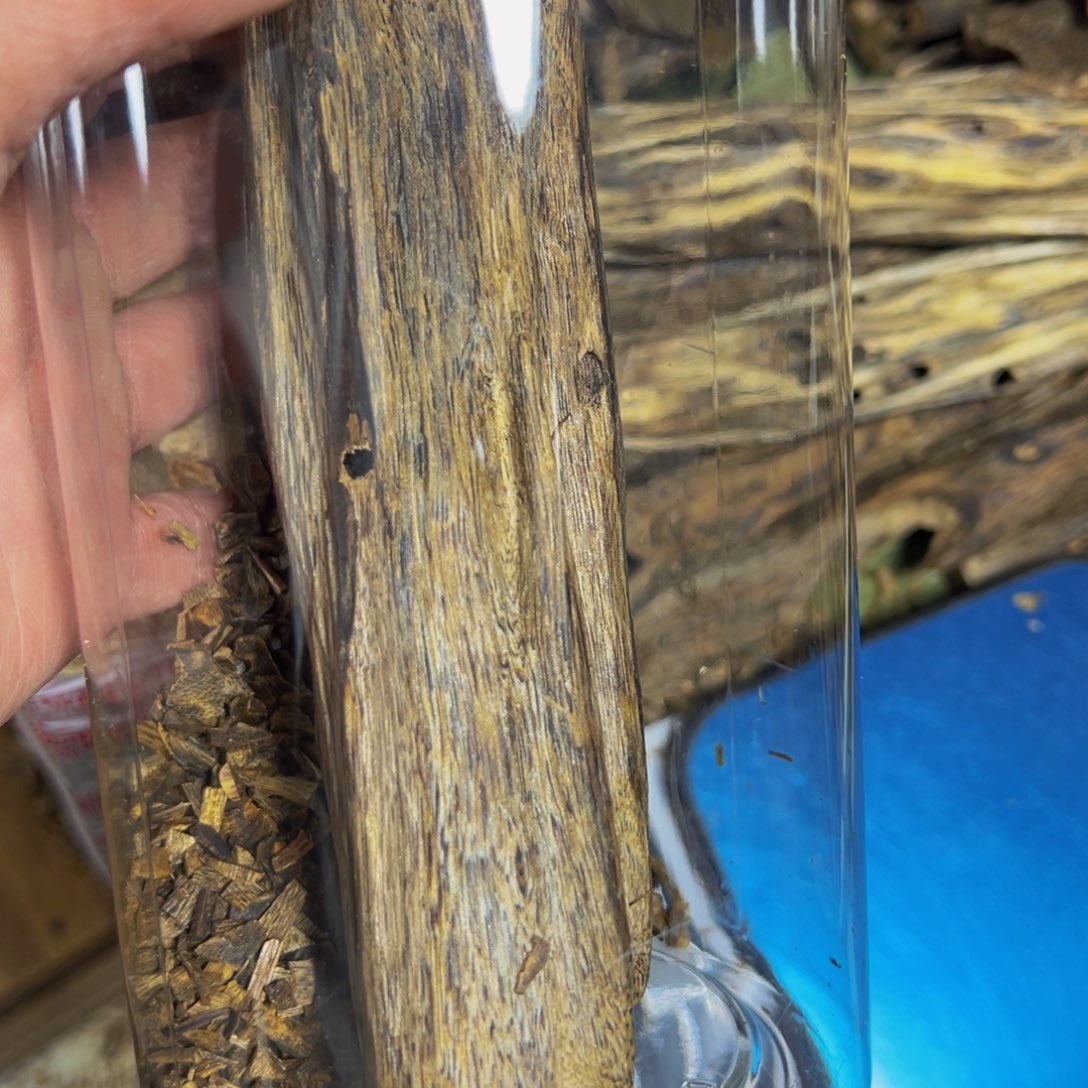 F***8棋楠金沙叶虫漏手把件126