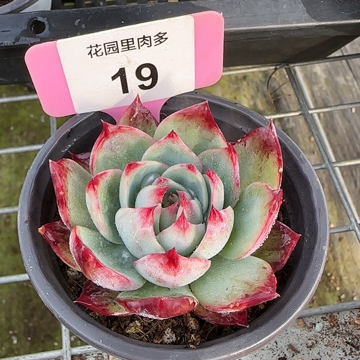19 惊鸿仙子多肉植物6-9cm
