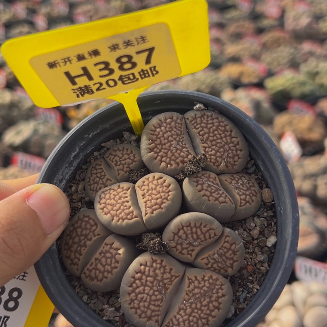 387 生石花大群生大群生