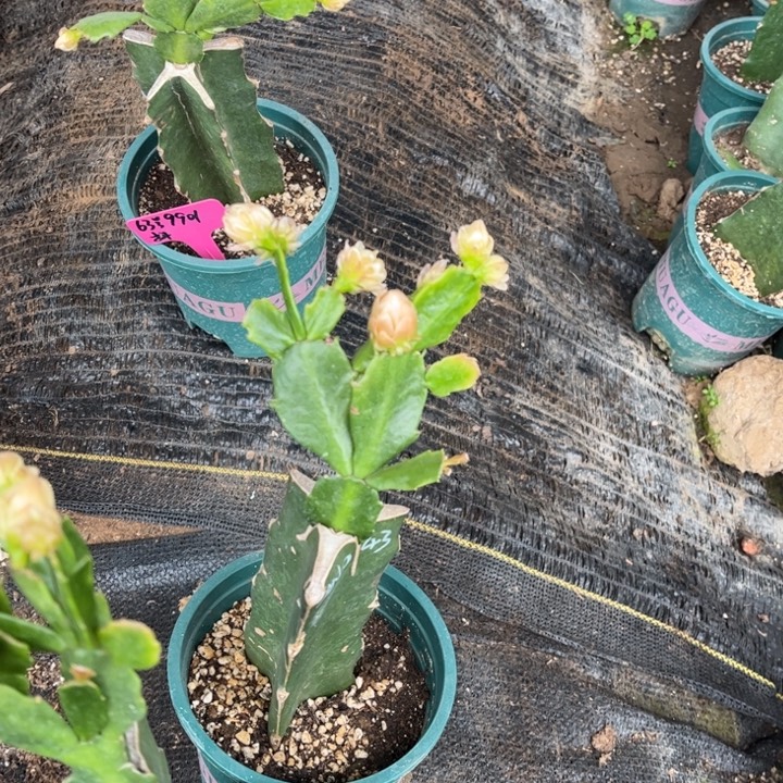 好***莲64号043红色重瓣，