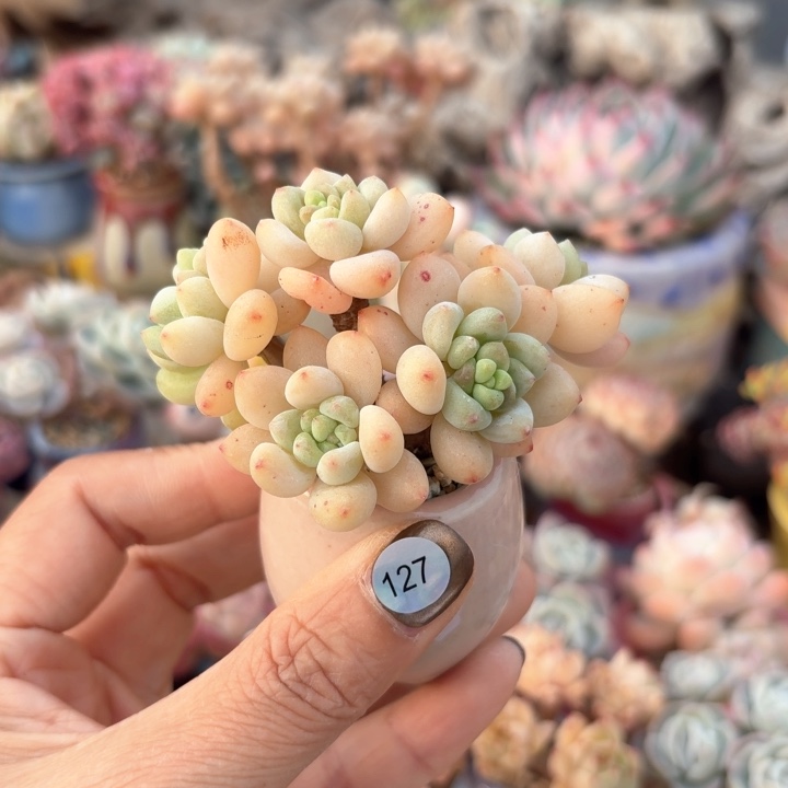 127 多肉含盆土 30元包邮 除偏远