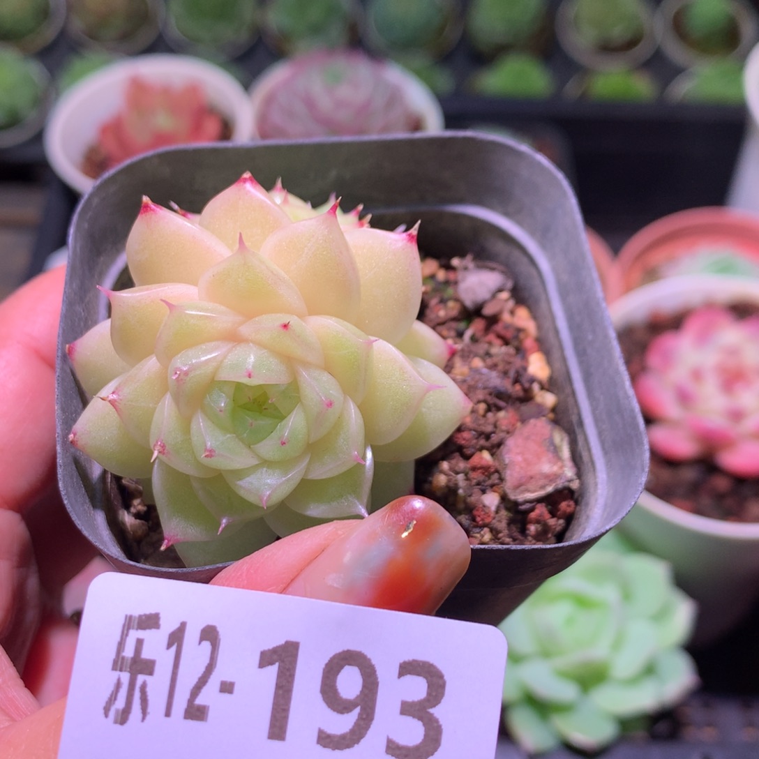乐然12-193 麦秆双头 