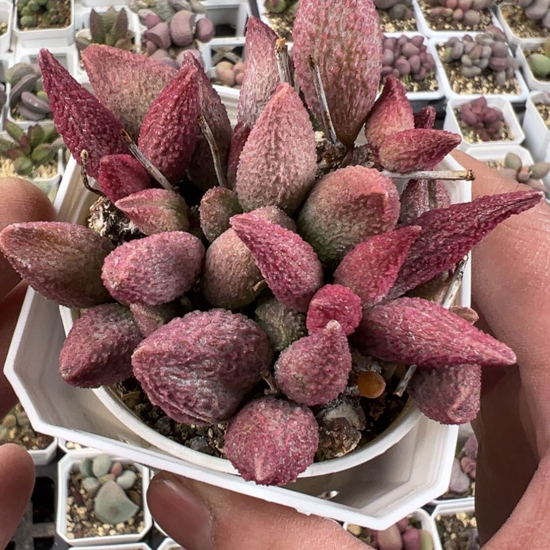 纯红哈默水泡多肉植物