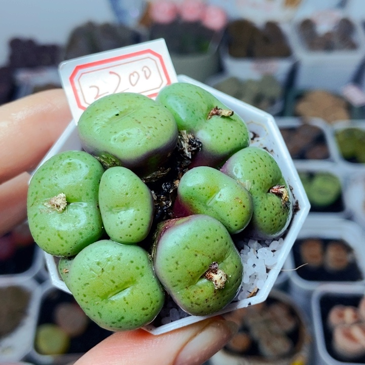 樱桃爱妃们的美肉