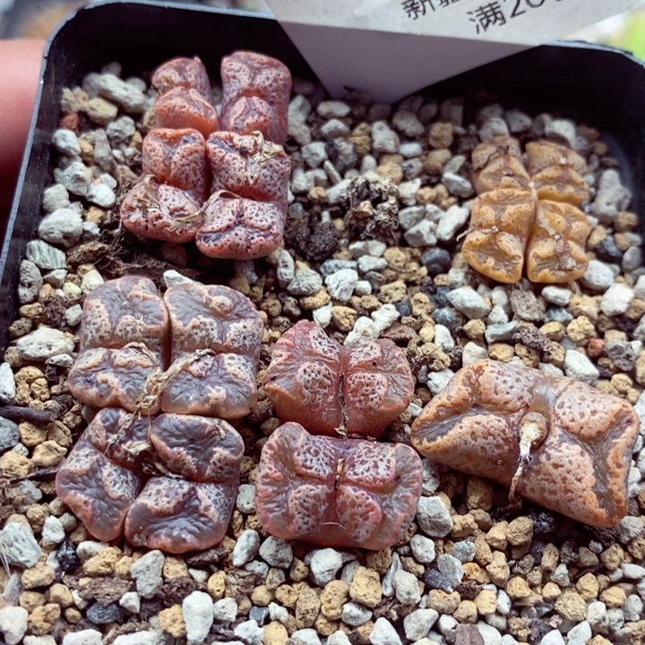 我是一只小小鸟地域鬼356