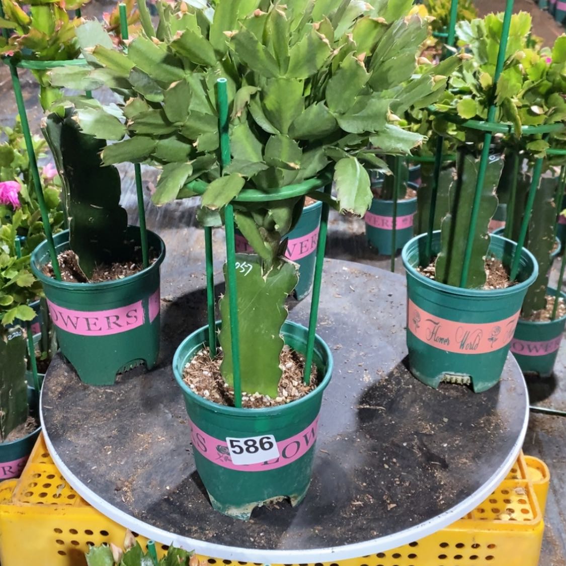 【闪购商品】完全开放谜****帐586嫁接057