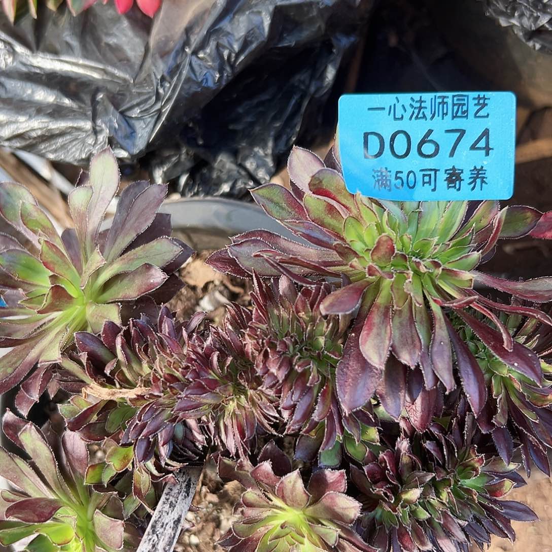 彩虹缀0674多肉植物