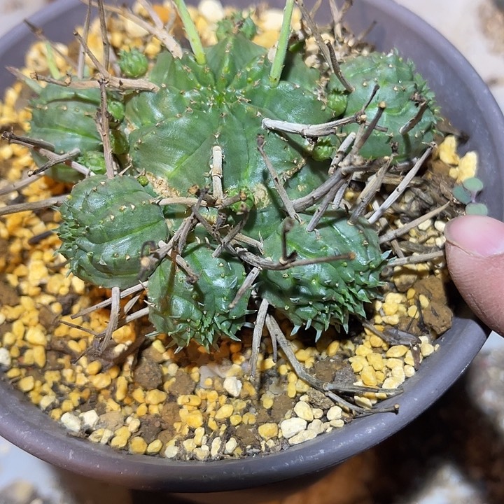 满38包邮2天凑单，脱土晾根发货多肉植物自根法利达