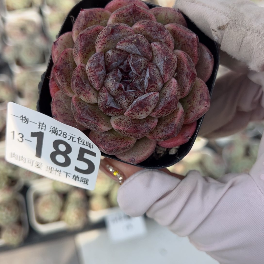 赤水晶多肉多肉多肉