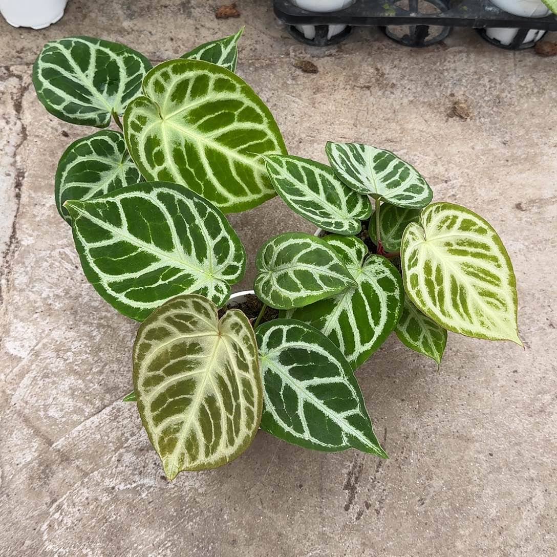 野***猪不开花植物铜锣烧三颗I35.36.37