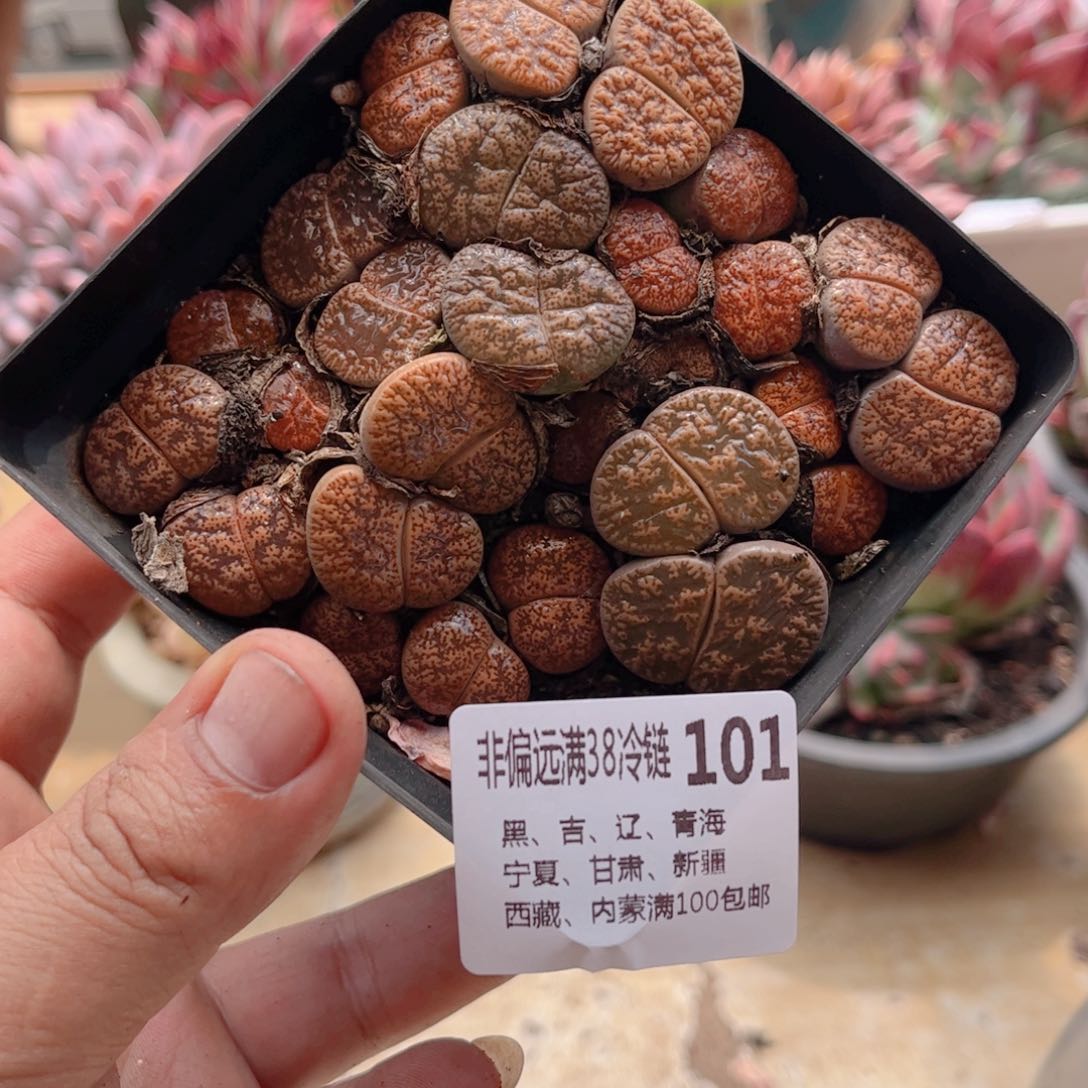 101菊文章德华多肉