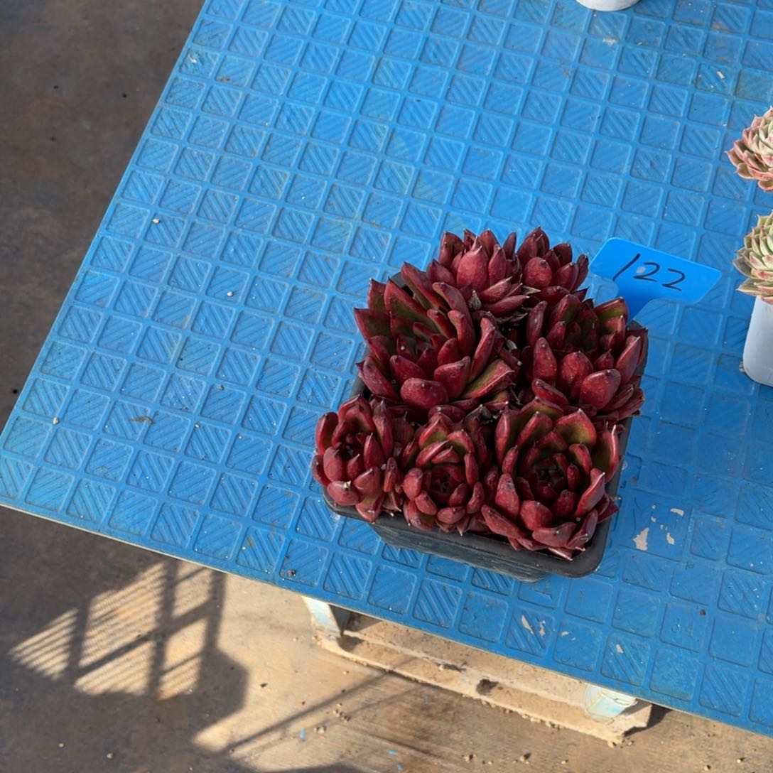 男****）122红色东云多肉