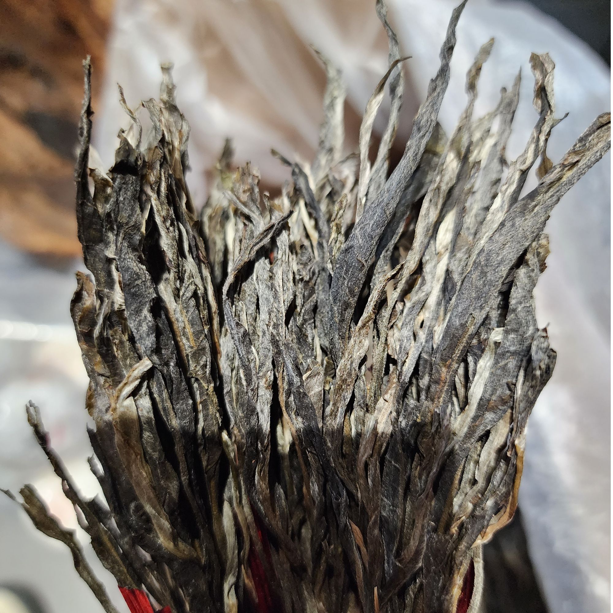 2024年拉祜条 地界古树 半斤装带木盒