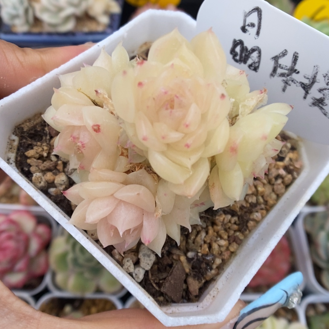 晶体麦秆模特可拍。     