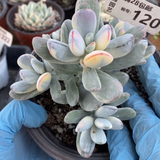 120一一一一一一一一一