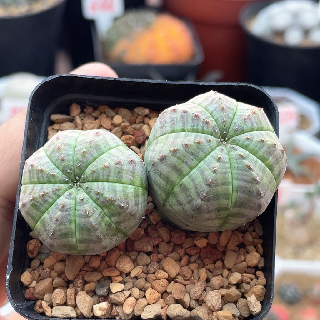 欧系布纹球 带盆土发货多肉