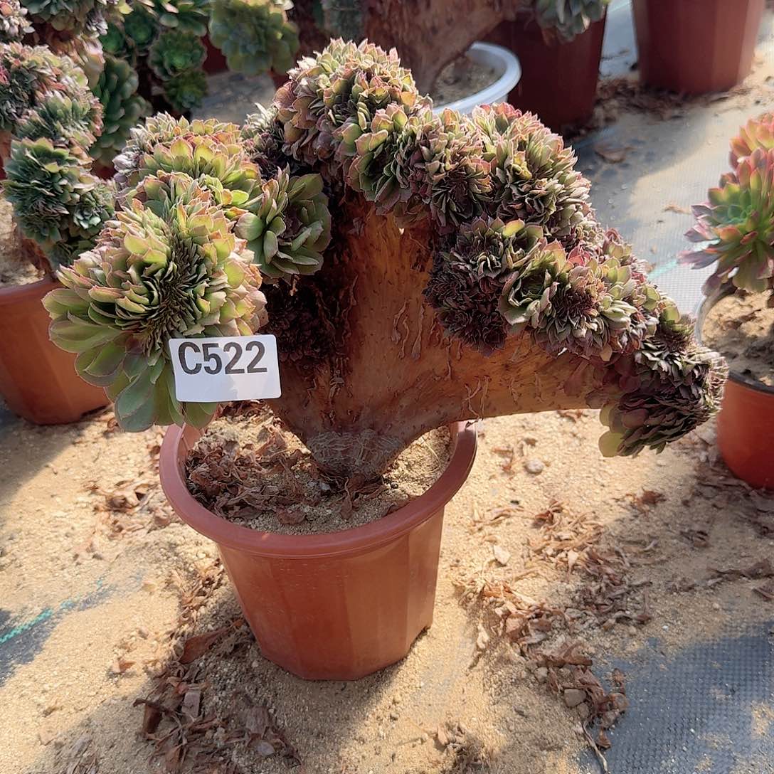 522万缀一颗呀呀