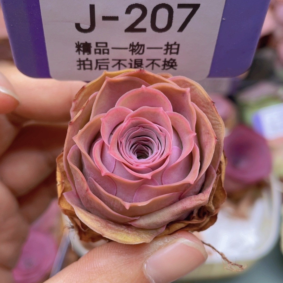 山地玫瑰J207满38包邮裸根发货