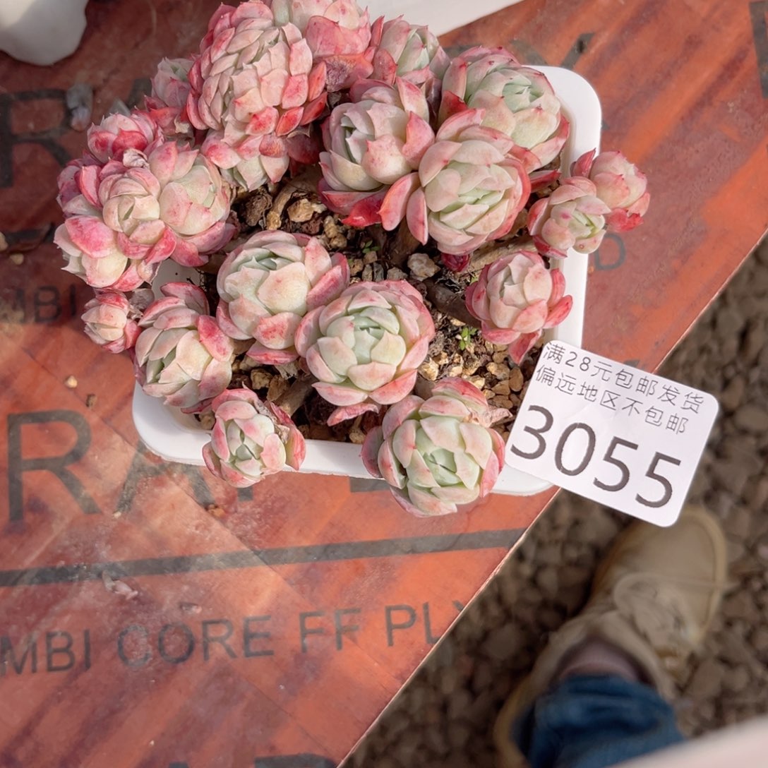 大3055；h f h g g h b h h