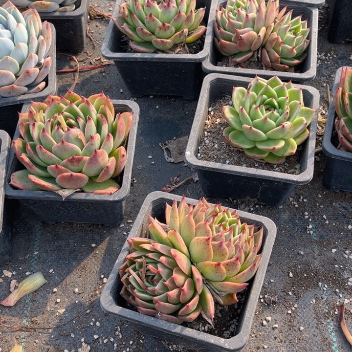 多肉肥料5斤一份