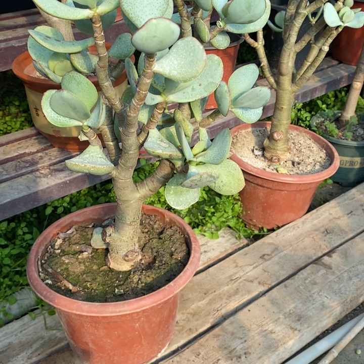 白***茶轮回花月一物一拍