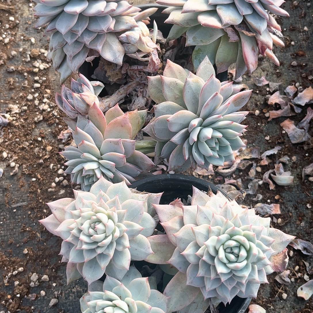 阿雅园艺。          868