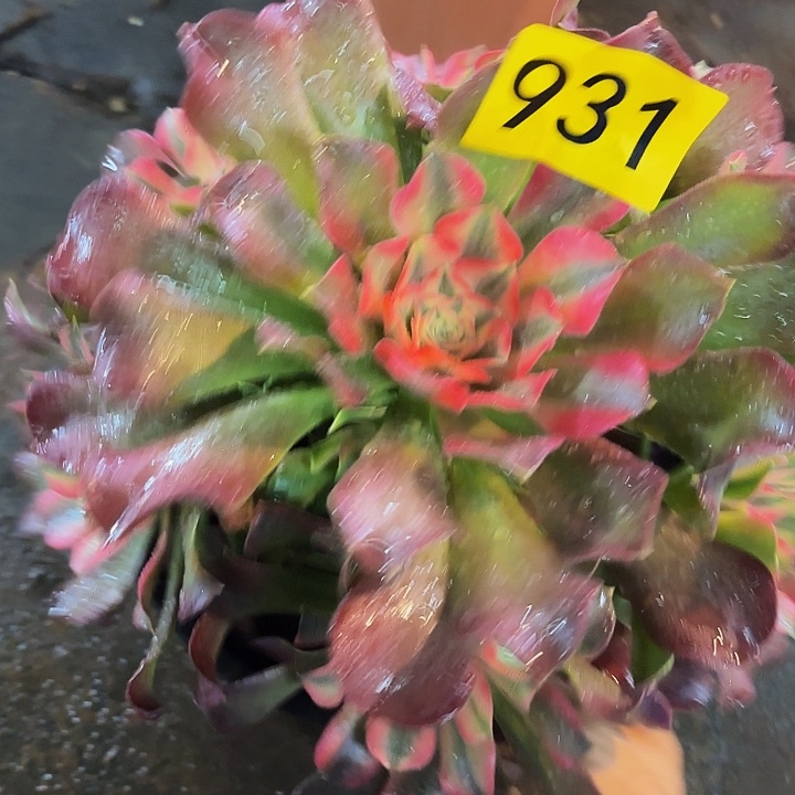 多肉植物福利来931