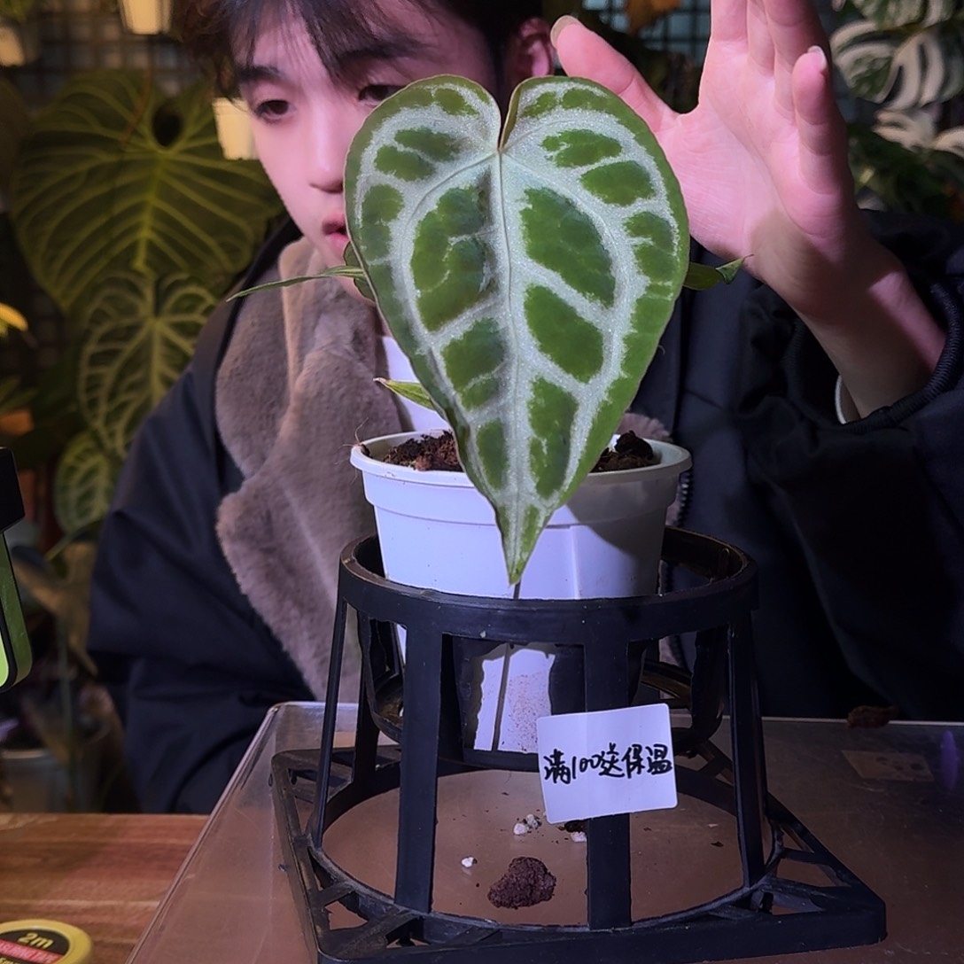 不开花植物G388黑刷子杂银色面纱