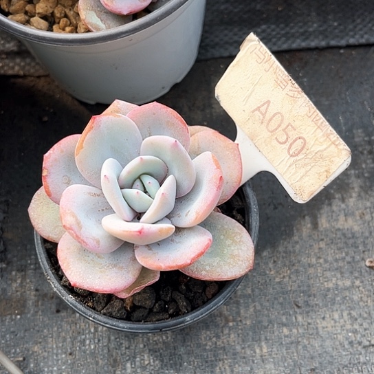 我是第一百个为妖刀应援的阴阳桃花姬