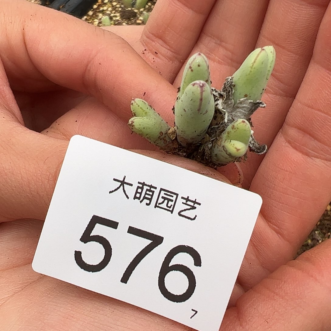 0000576 一物一拍……