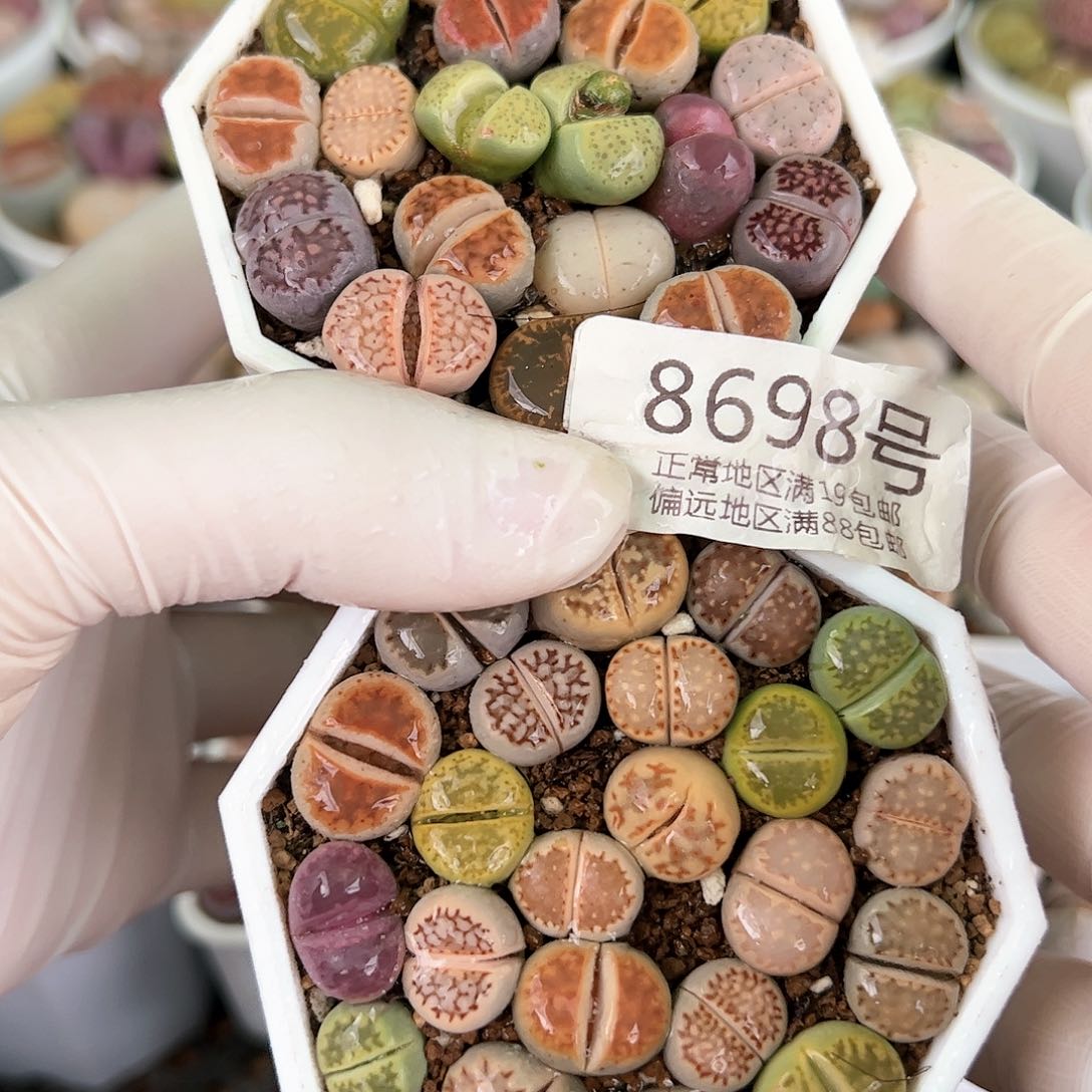 好养易活生石花大母本8698两盆小可爱