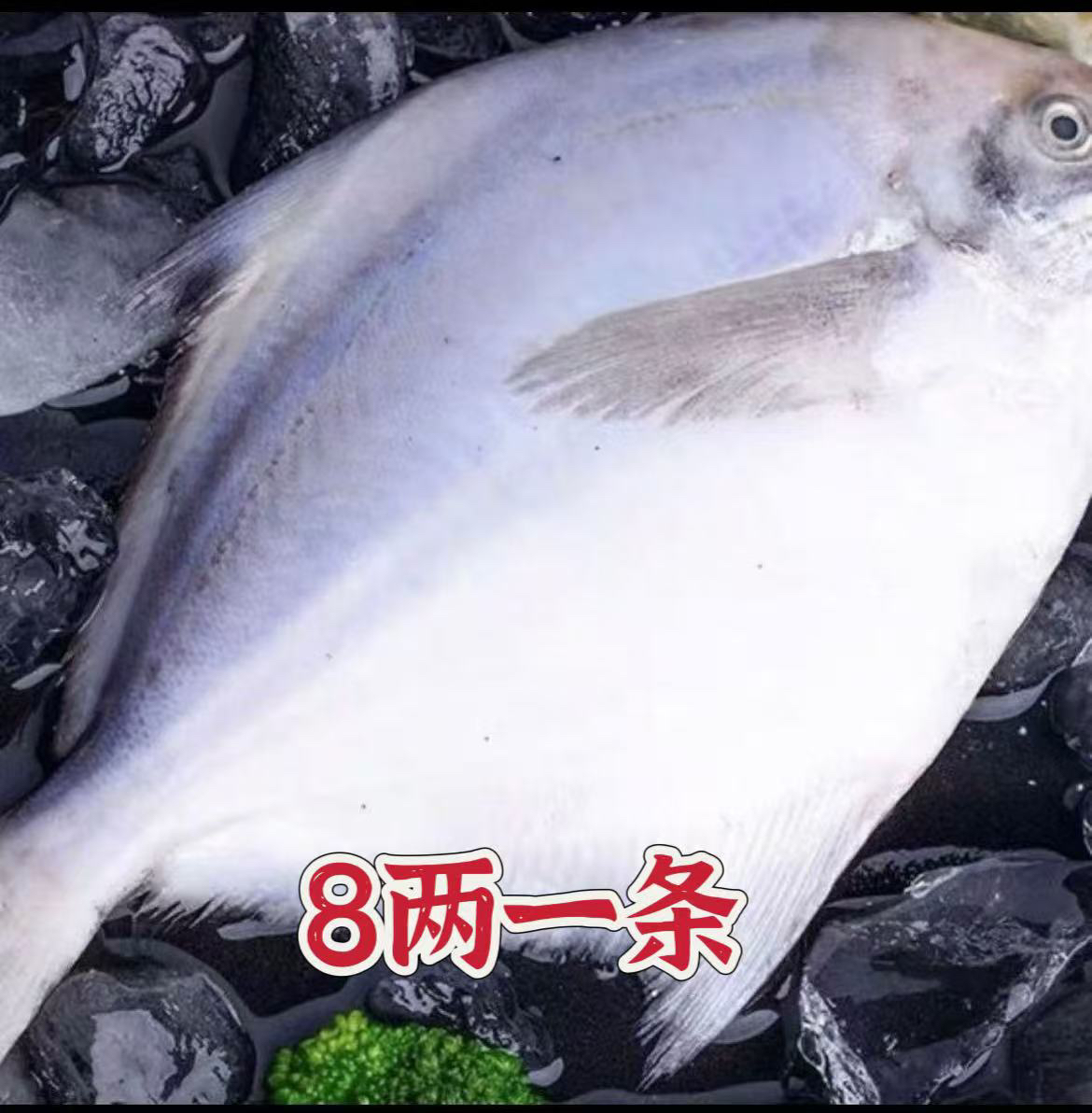 特大银鲳鱼 4条（8两一条）顺丰包邮液氮锁鲜发货