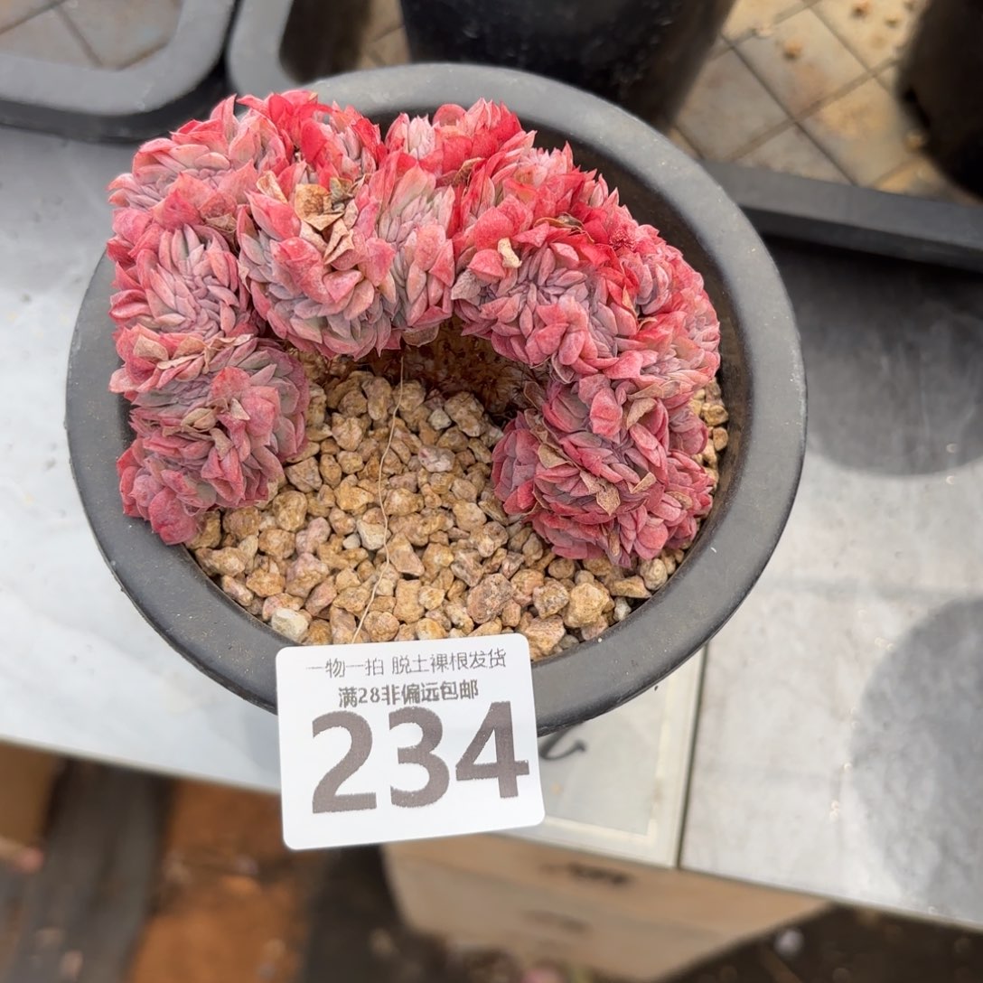 贝瑞缀无盆土发货