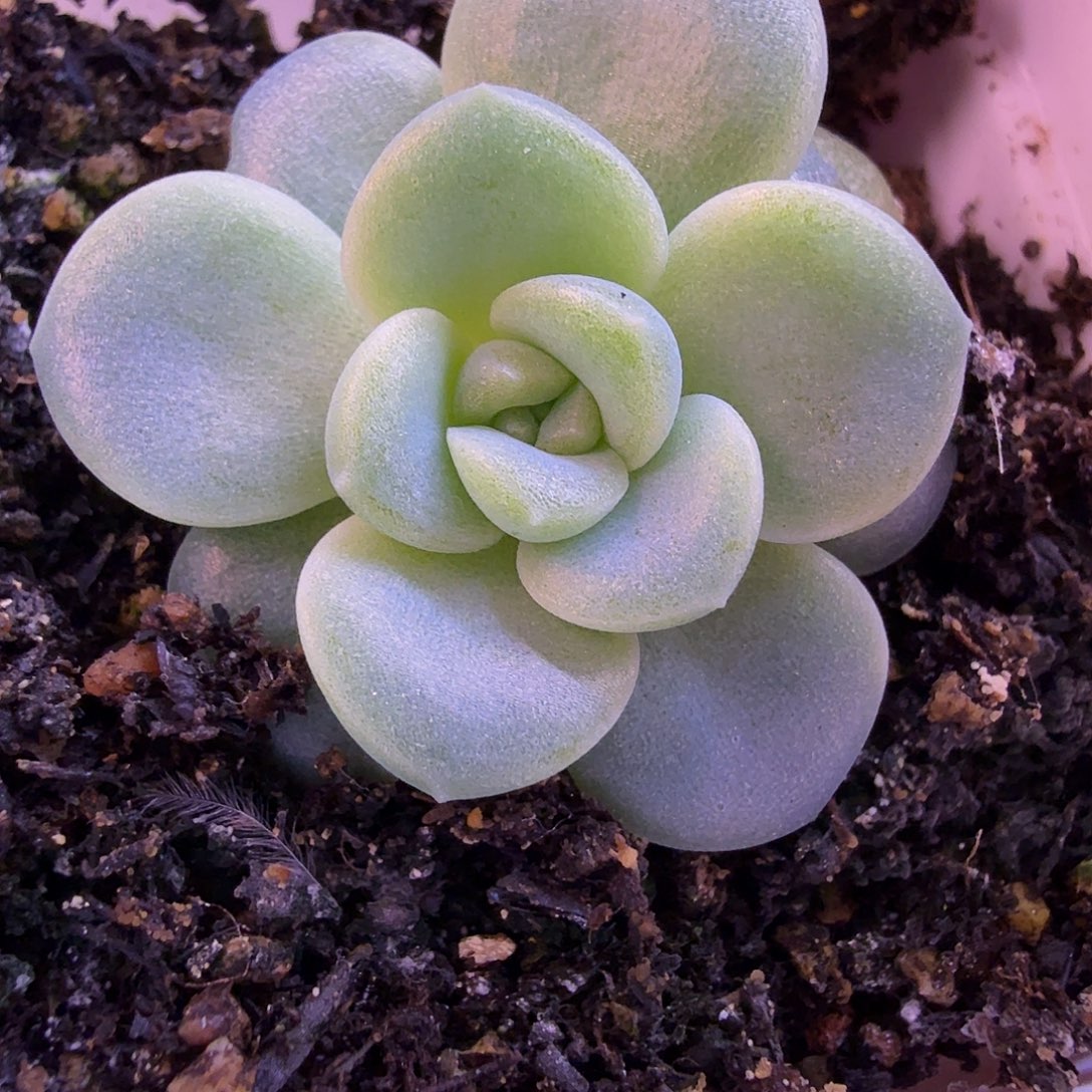 财富密码c18叶插一物一拍