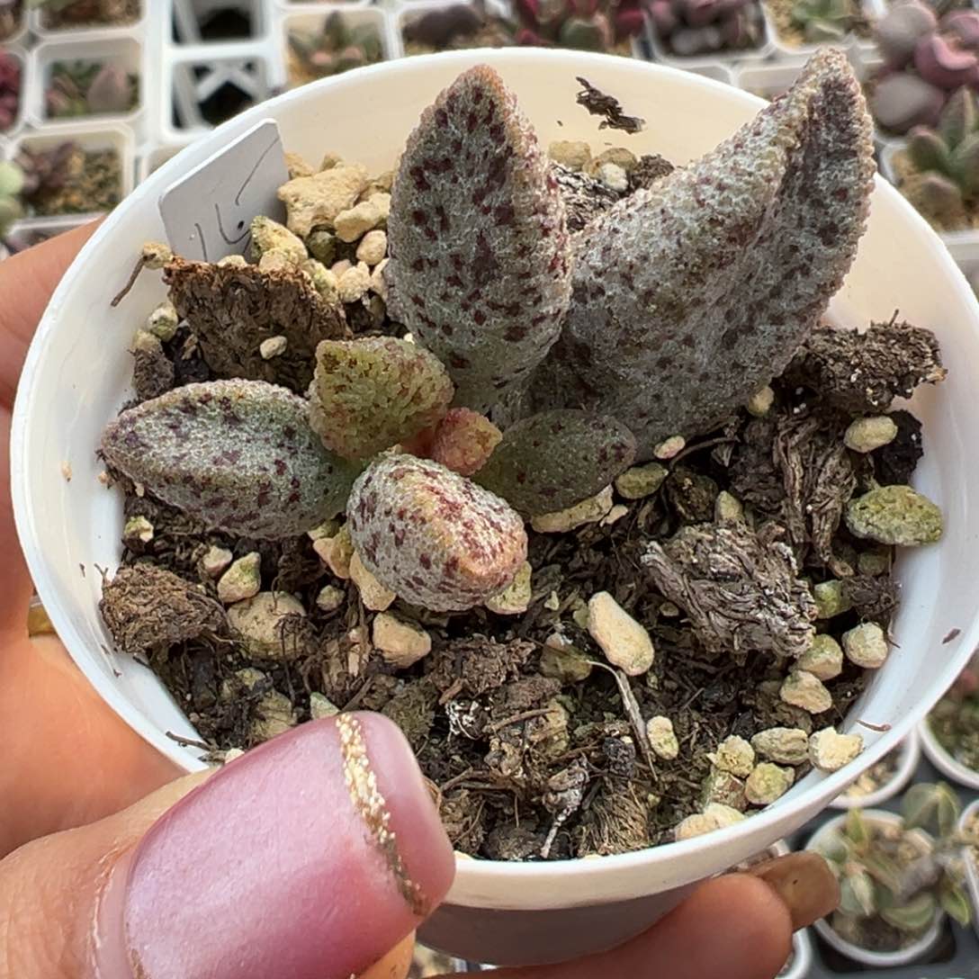 冰晶蛇皮多肉植物水泡