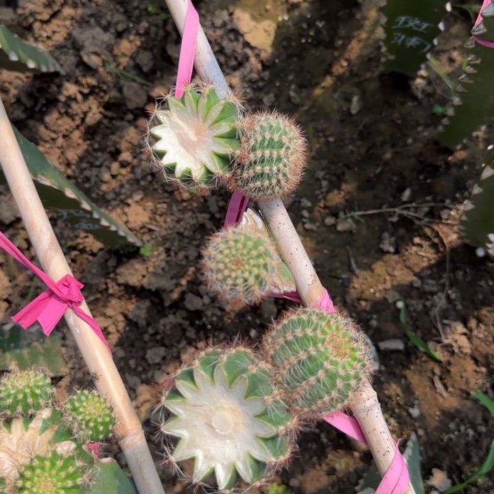 夕雾无根侧芽二两公分左右