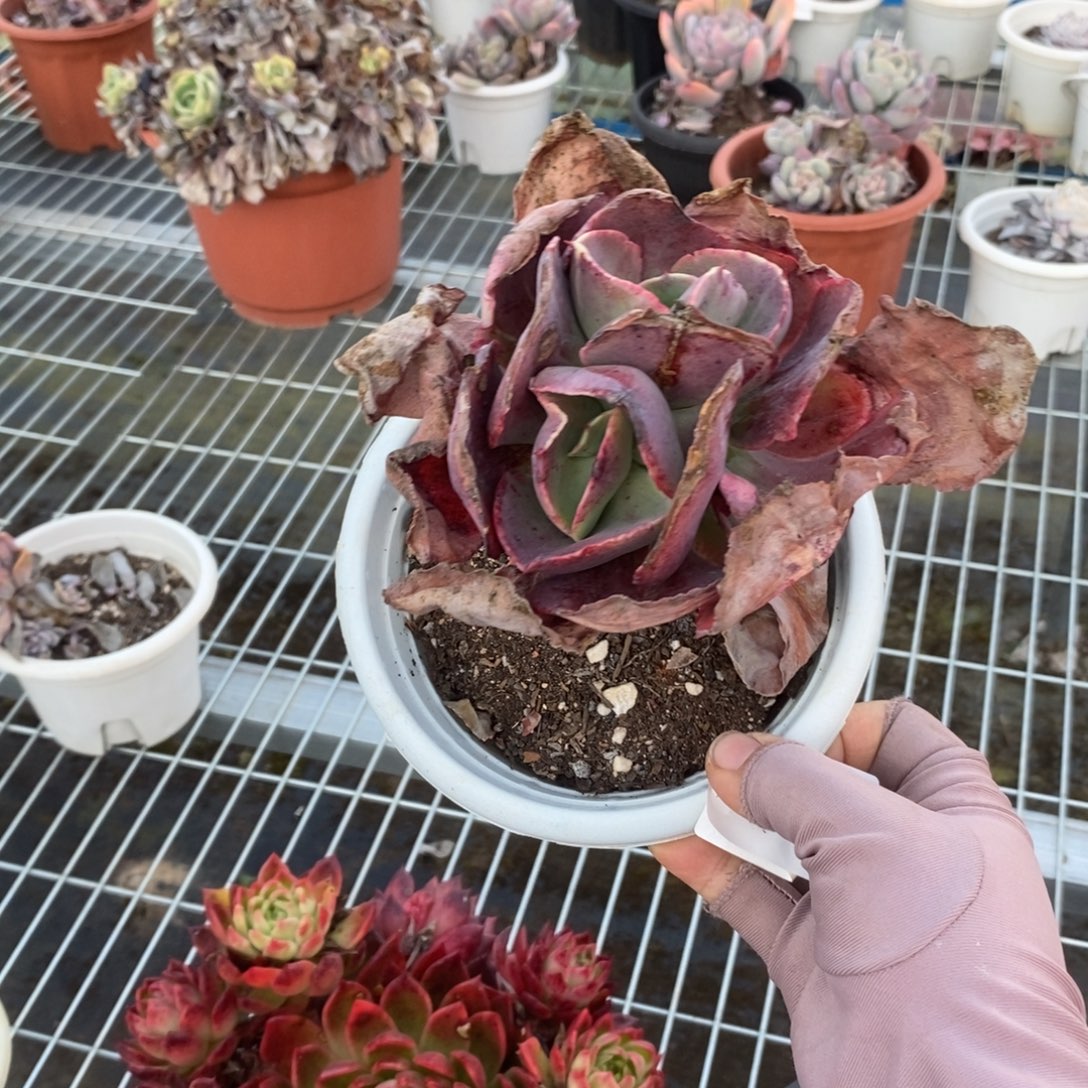 C***关双心包菜一物一拍