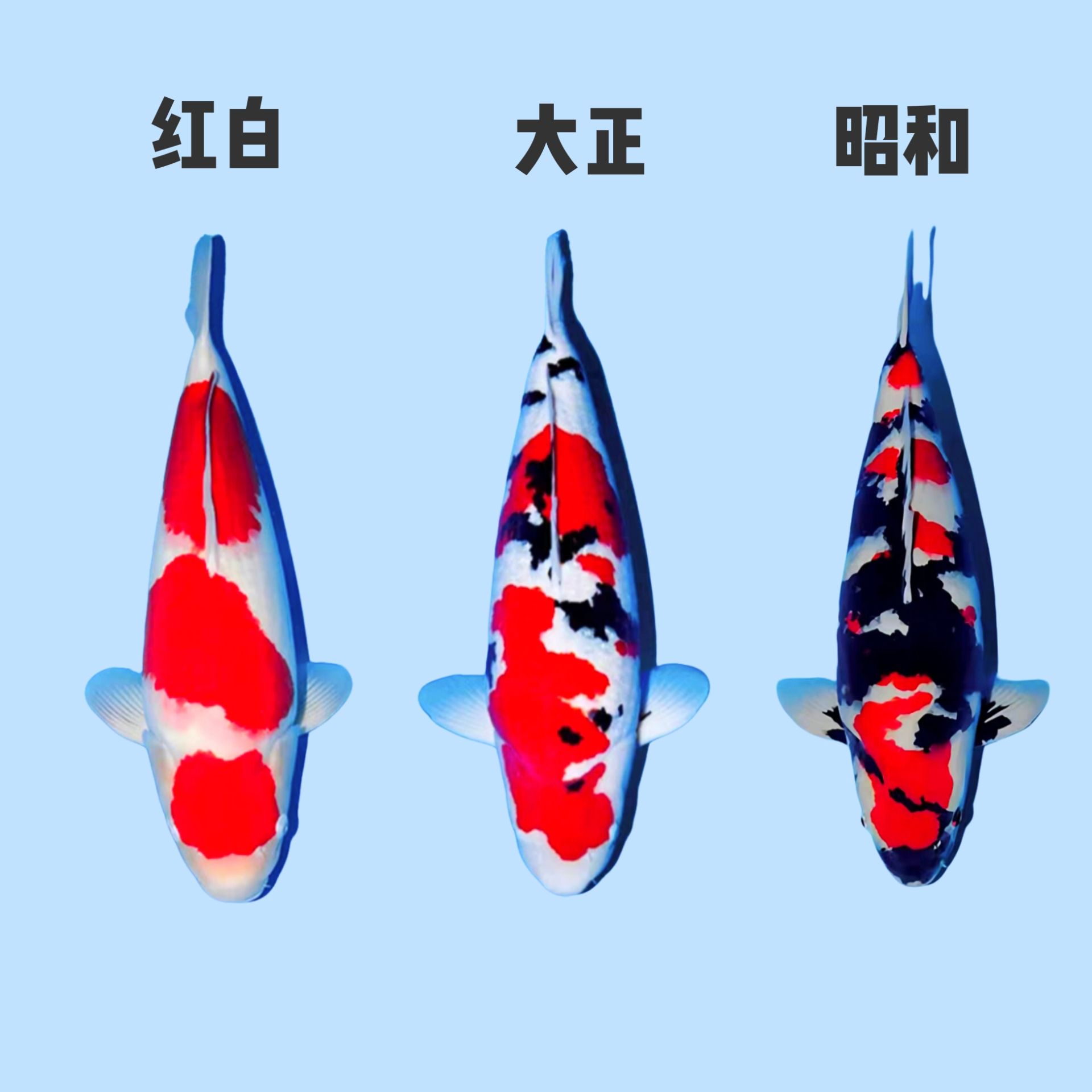 锦鲤观赏鱼（日系红白大正昭和锦鲤）好养易活大型鱼成体可达1米