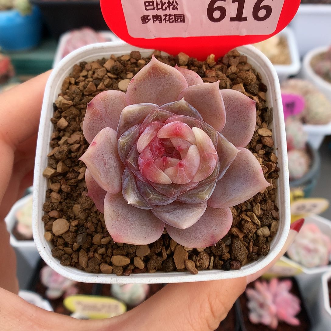 616渐变色带锦糖心多肉植物