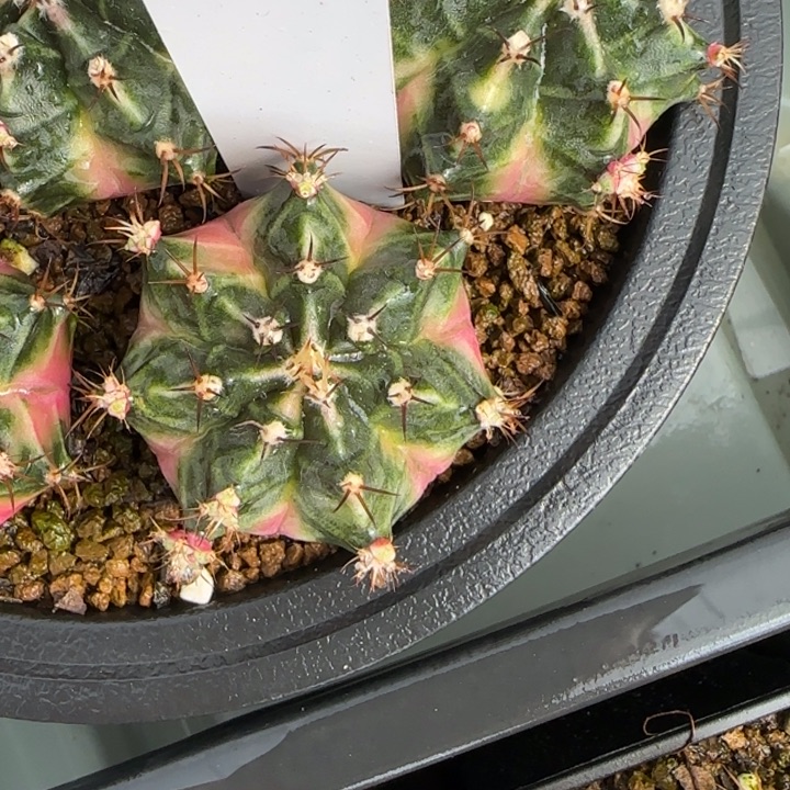 87/0209泡泡糖脱土发多肉