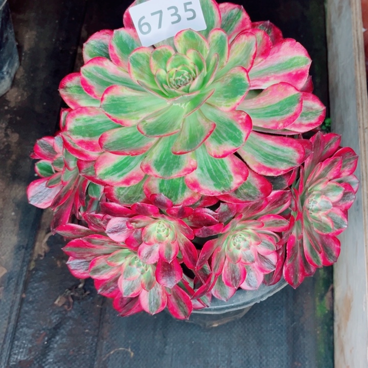 新品赤子心特价多肉